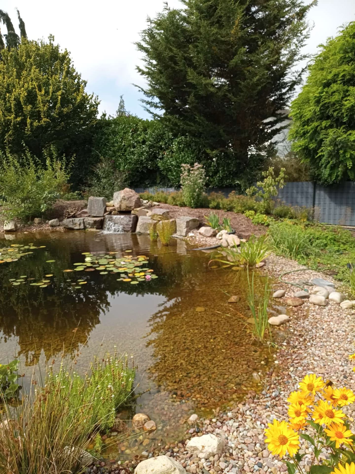 Teichbau Privatgarten – Bielefeld
